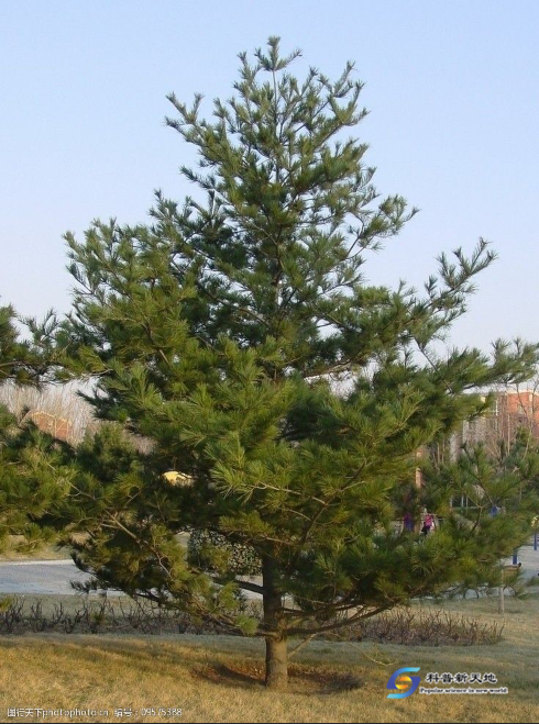 油松