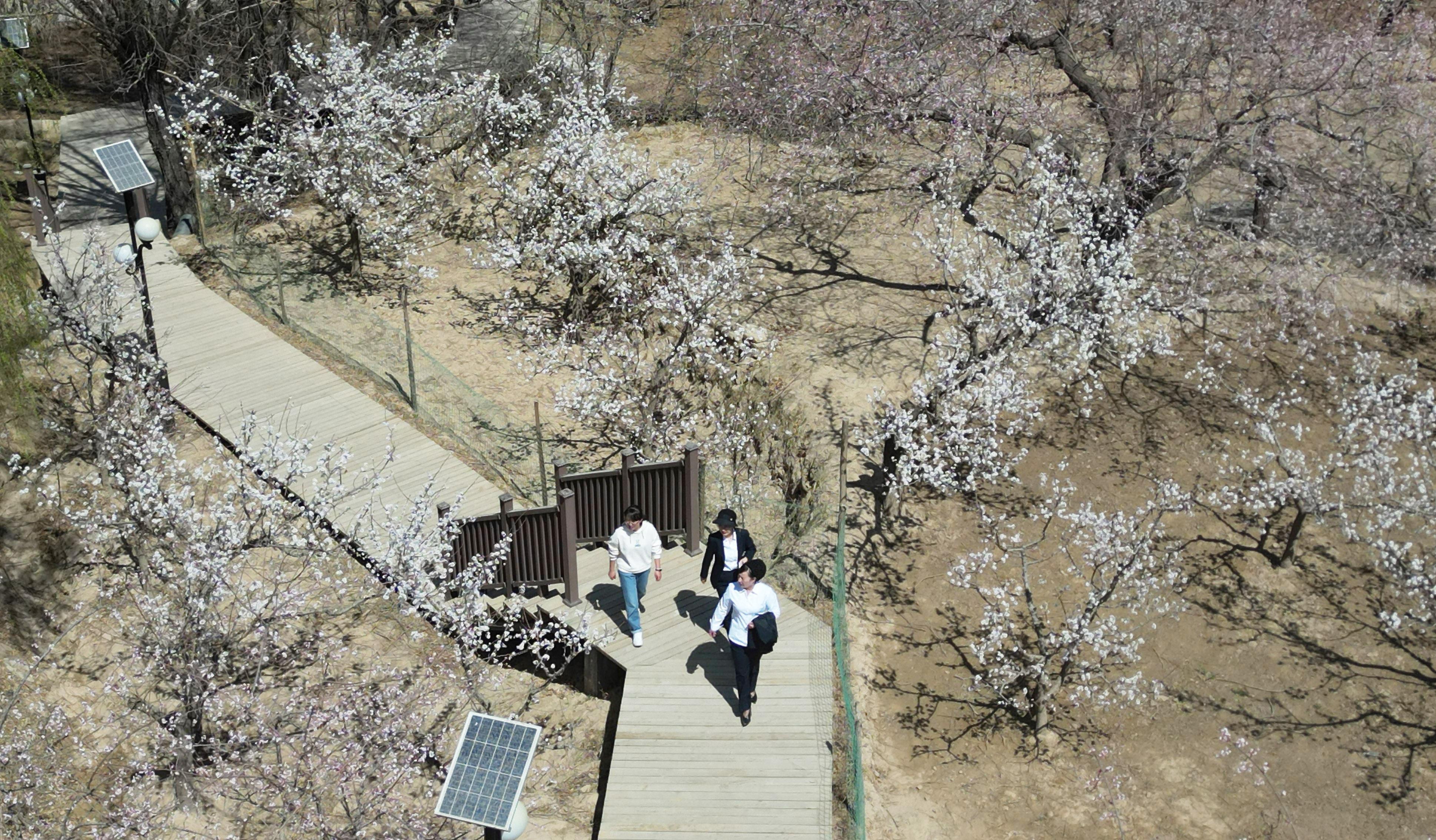 甘肃东乡：杏花盛开满园春