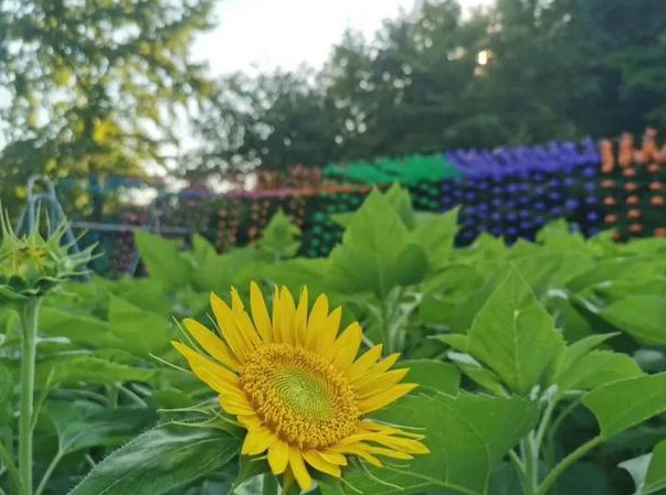 高温季节 果园“消暑”有良方