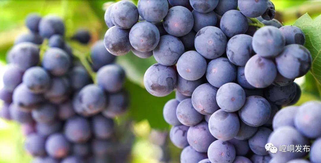 【乐活】周末安排！这里葡萄熟了...