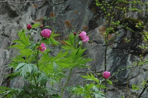 “有牡丹、芍药的地方，就有洪德元” | 中国科学报