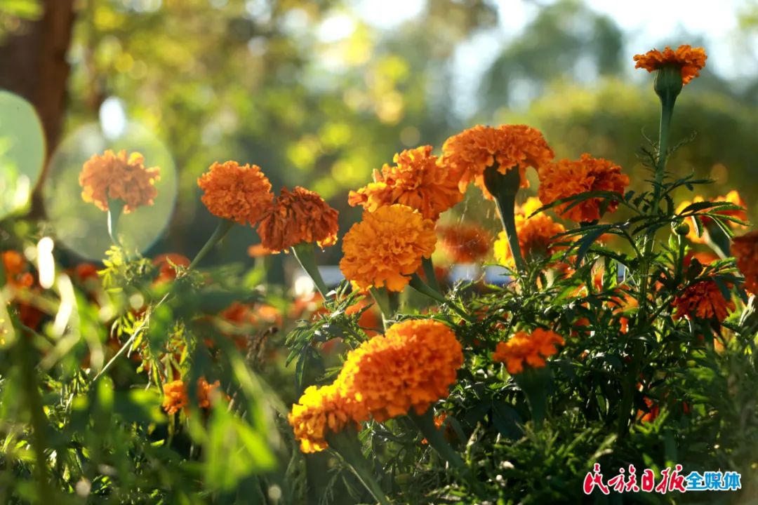 趁着秋色渐浓，一起来临夏赏菊吧！