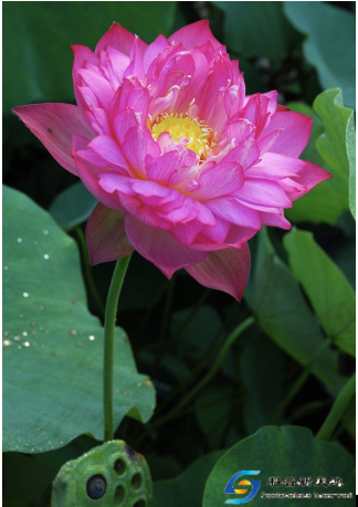 咏 睡 莲（二首）——闲乘晨光，南湖信步，绿水侧清，莲花浮波，偶占此吟