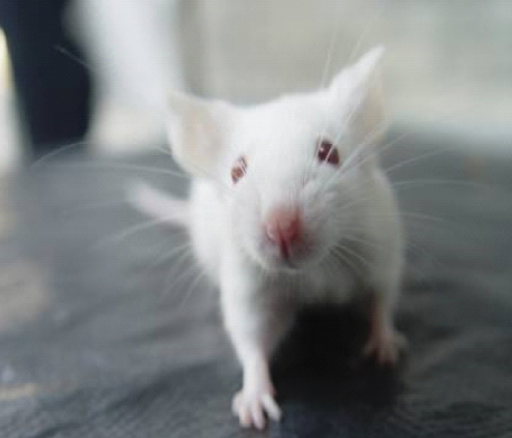 小动物、大贡献——科学认识实验小鼠