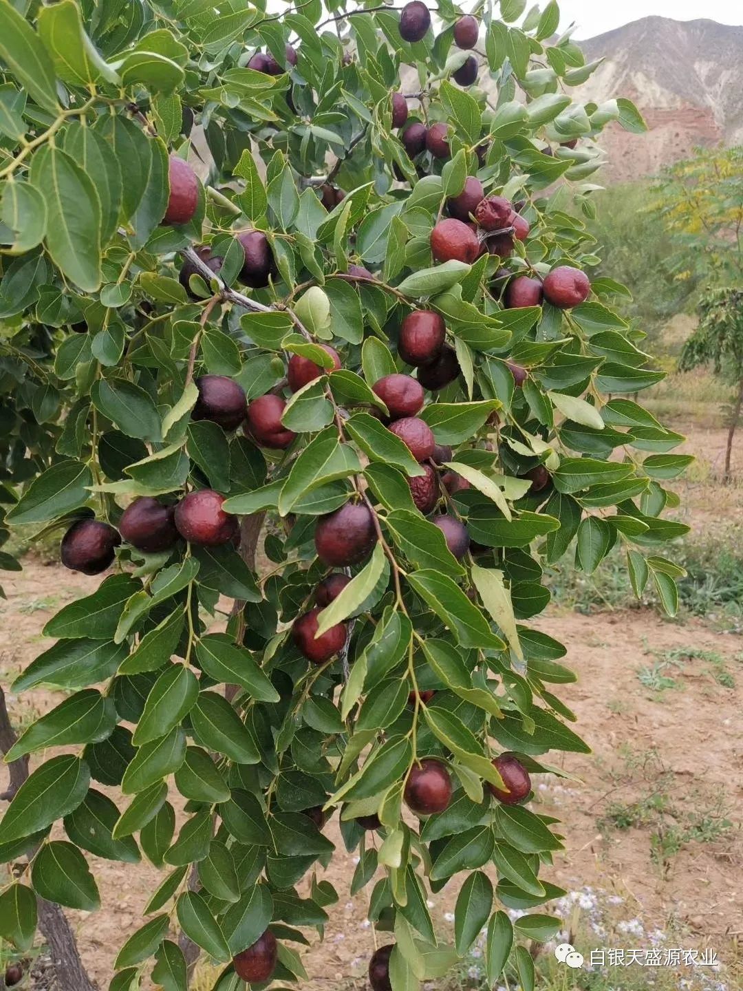 中秋送月饼，不如送只黑鹞大公鸡