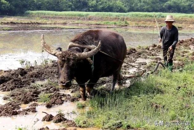 明天(4月29~5月4号）大雨暴雨确定，连下6天，60年冷春？农谚咋说