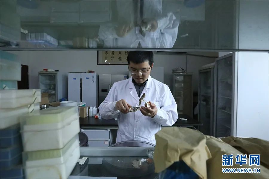 6年只写一篇论文！他给牛肝菌科绘“族谱”…