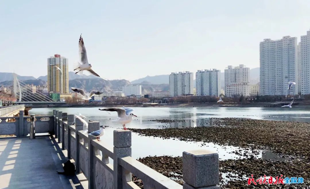 黄河岸边鸟蹁跹～来刘家峡看红嘴鸥吧！