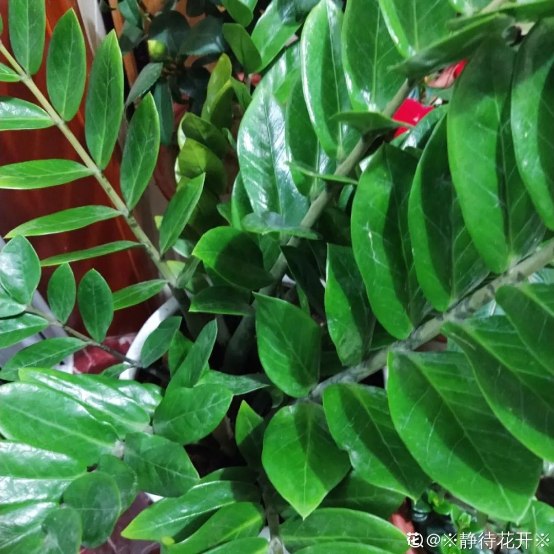 快收好！家里的这些植物，摘片叶子就能活！